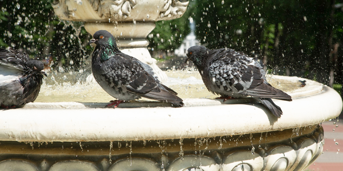 Август опять переобулся. Лето в 33-м регионе все-таки задержится!