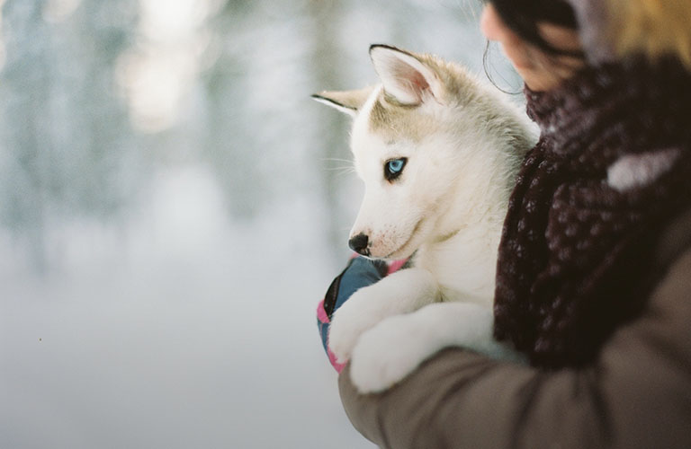 Снежные квесты и поездки на нартах. Новые зимние забавы в Центральном парке