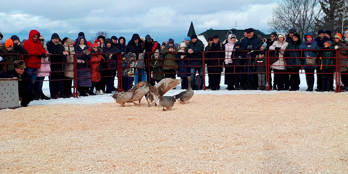 Масленица по-суздальски: под гигантским самоваром и гусиным стягом