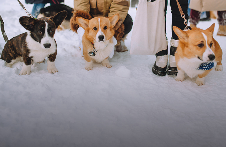 Корги-маскарад, или Новогоднее пати рекордсменов книги Коргинесса