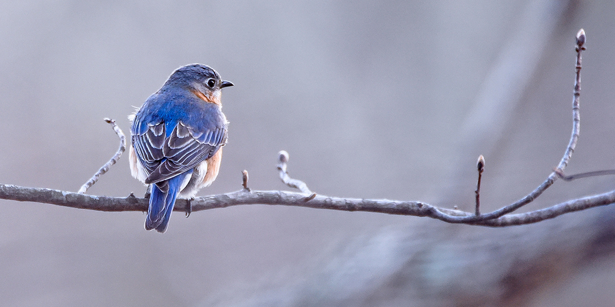 Грядущие выходные во Владимире станут началом фенологической весны
