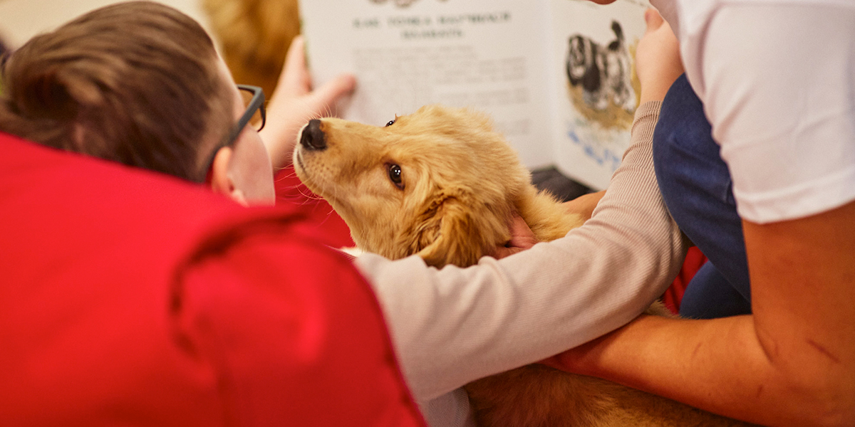 «Пушистая библиотека» в городе: владимирский проект с участием четвероногого канистерапевта