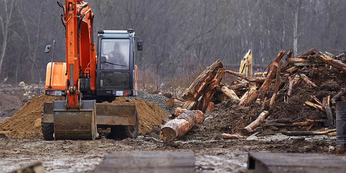 Счет на тысячи? С улиц города массово исчезают деревья из-за фитокарантина и не только