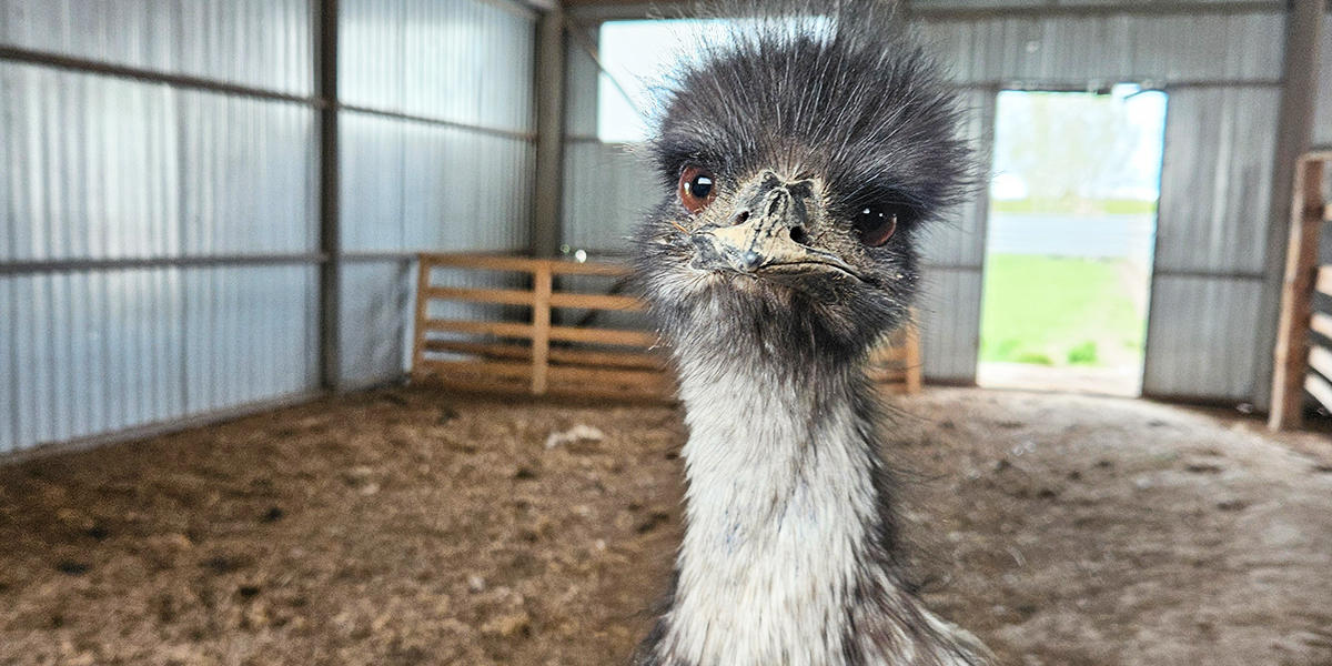 Экзотическая Шуя: улитки по-французски, ферма страусов и самая высокая колокольня Европы
