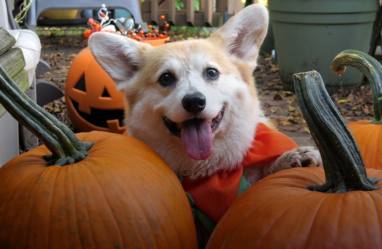 Корги-орки на кроваво-красной дорожке! В Загородном парке отпразднуют собачий Хэллоуин