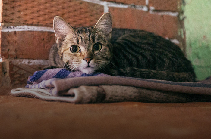 Ученые, знаменитые, усато-полосатые: 8 героев замурчательного кототеста