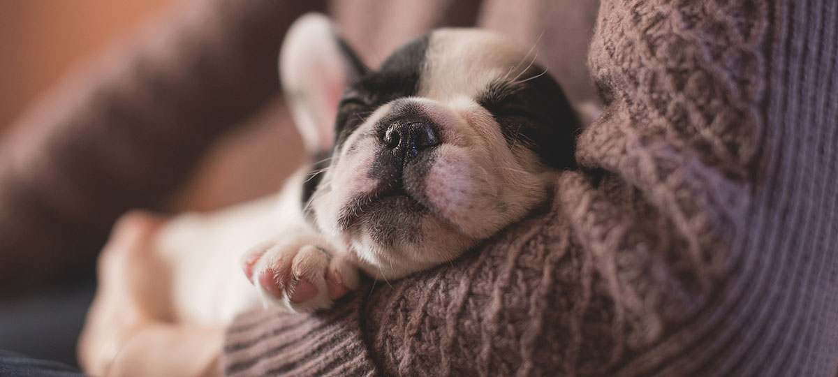 Лига одиноких сердец: Породистые и не очень “брошенки” Владимира