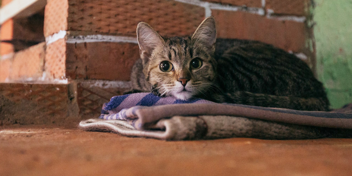 Ученые, знаменитые, усато-полосатые: 8 героев замурчательного кототеста