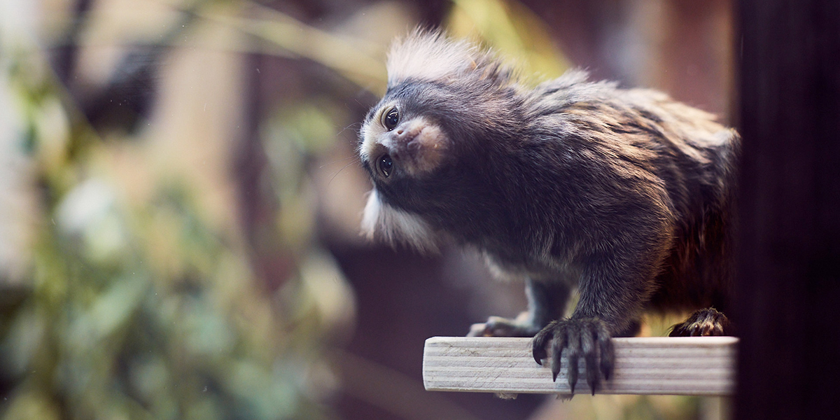 Экзотариум — новый проект, который базируется в бывшем «Американском доме»