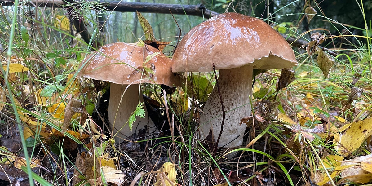 (За)грибная пора! Съедобные находки из лесов Владимирской области