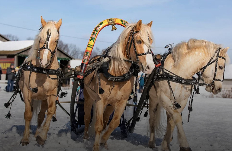 Лошадиный паркур, или Как в Петушинском районе состязались русские тройки
