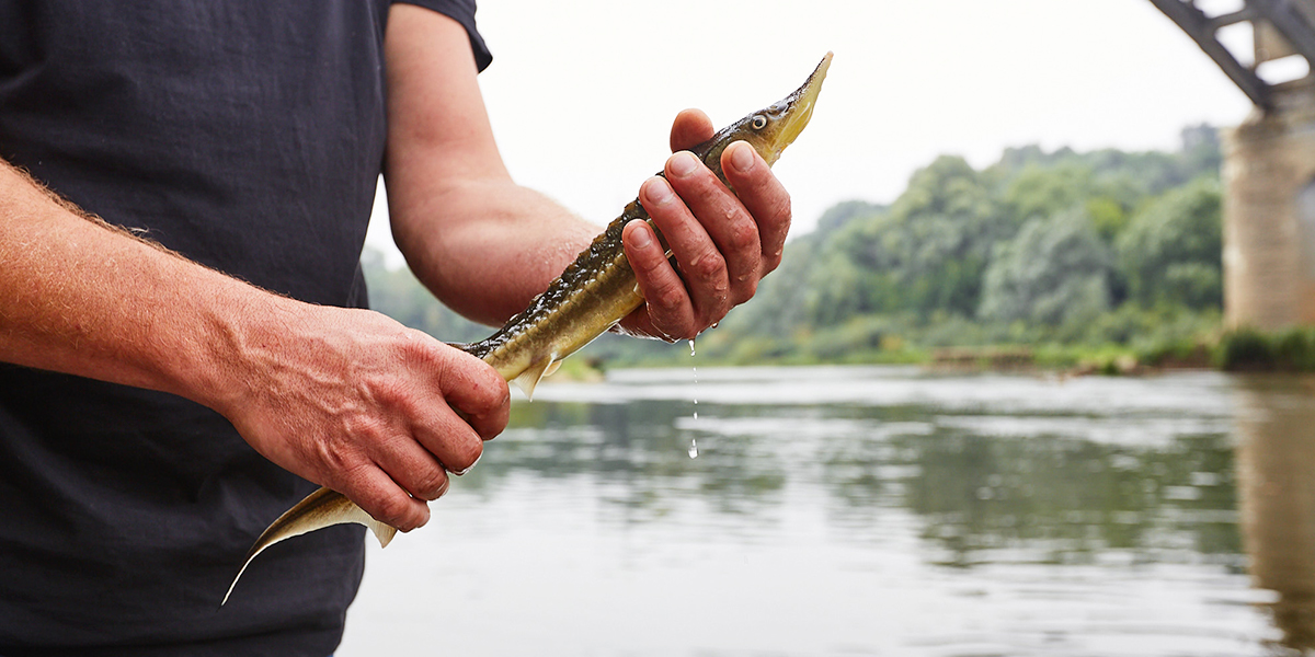 Кто и зачем выпускает «динозавров» в Клязьму?