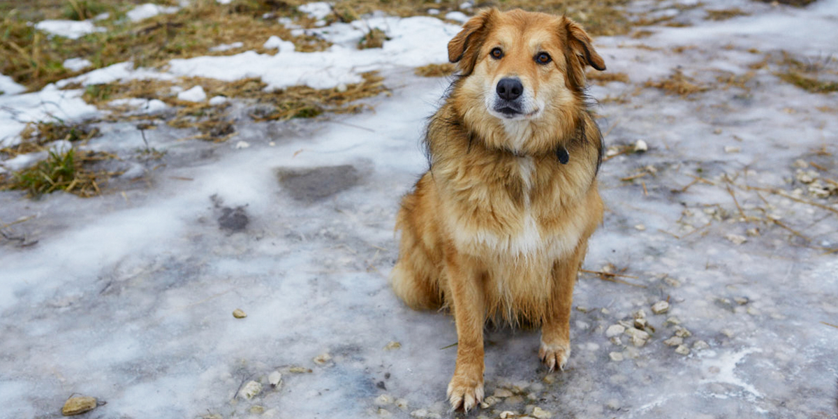 13 миллионов на животных: владимирский зоодом купит ветмобиль и откроет центр помощи хвостатым