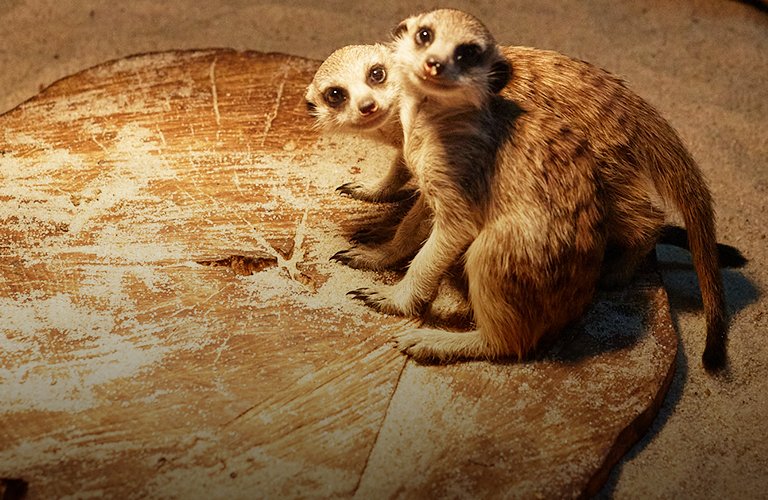 Детки в клетке! Трогательные кадры забавной малышни из владимирского экзотариума