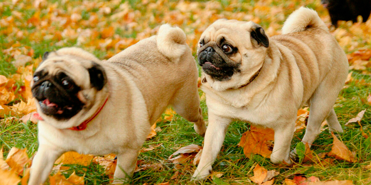 Уже 5 лет бездомным животным во Владимире помогают с помощью фотосессий