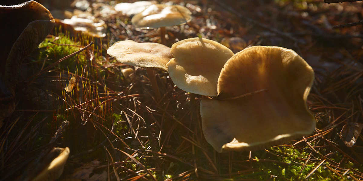 Ноябрьский парадокс: аномальное тепло по соседству со снежным покровом и гололедицей