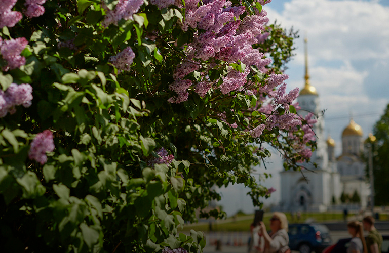 «Русская сакура», вишневый сад и изгородь из сирени: топ-5 самых цветущих локаций Владимира 