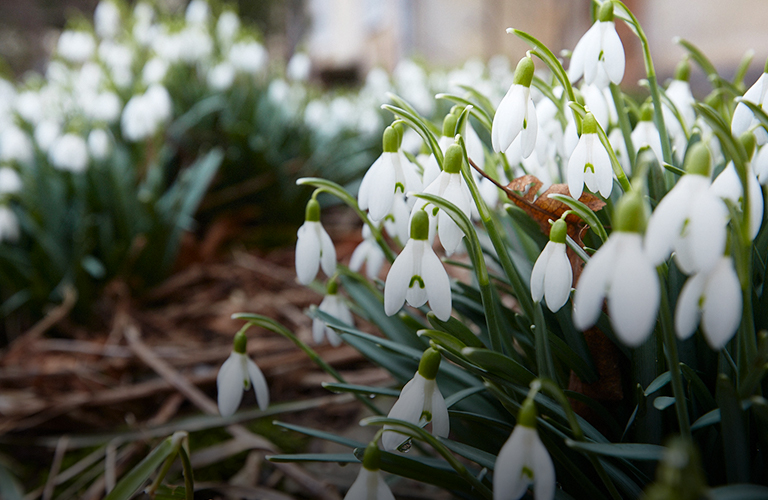 Сказочная полянка: подснежники под окнами владимирской многоэтажки