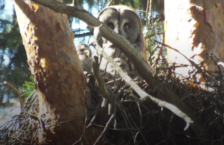 Хит-парад диких животных 33-го региона: лось в садике, утки на дороге, а сова в декрете