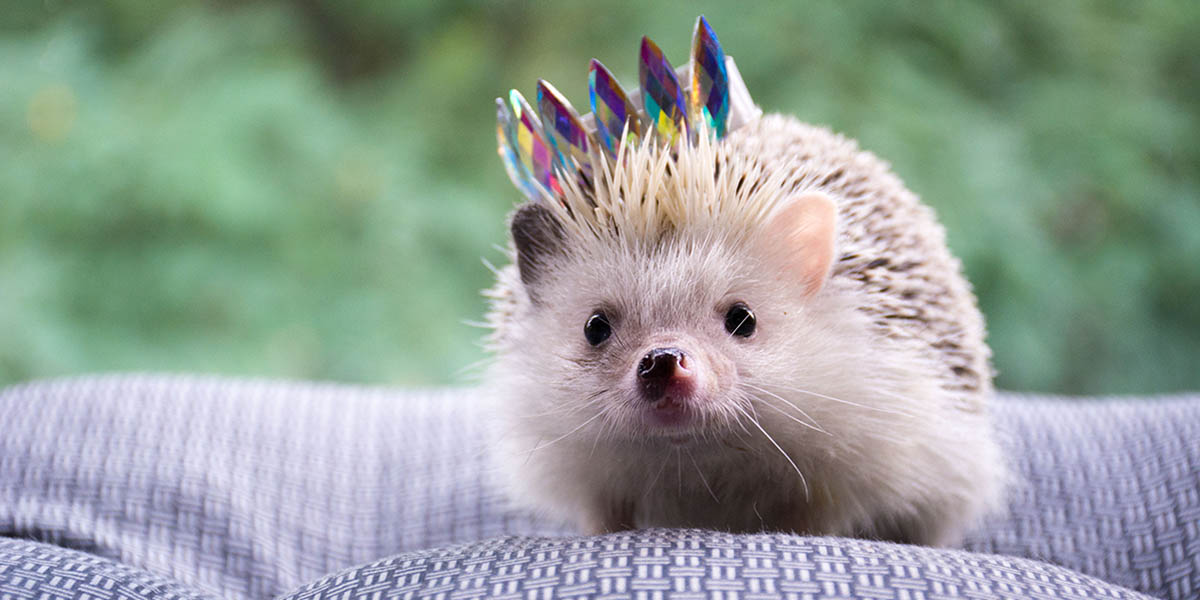 "Ёжик Party", или 3 отличных повода отправиться в Муром