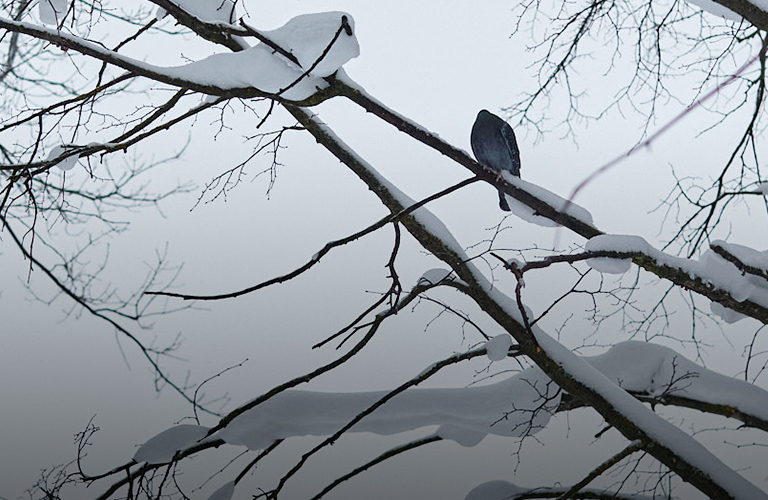 Потолок ледяной: синоптики предсказали морозы крепче крещенских