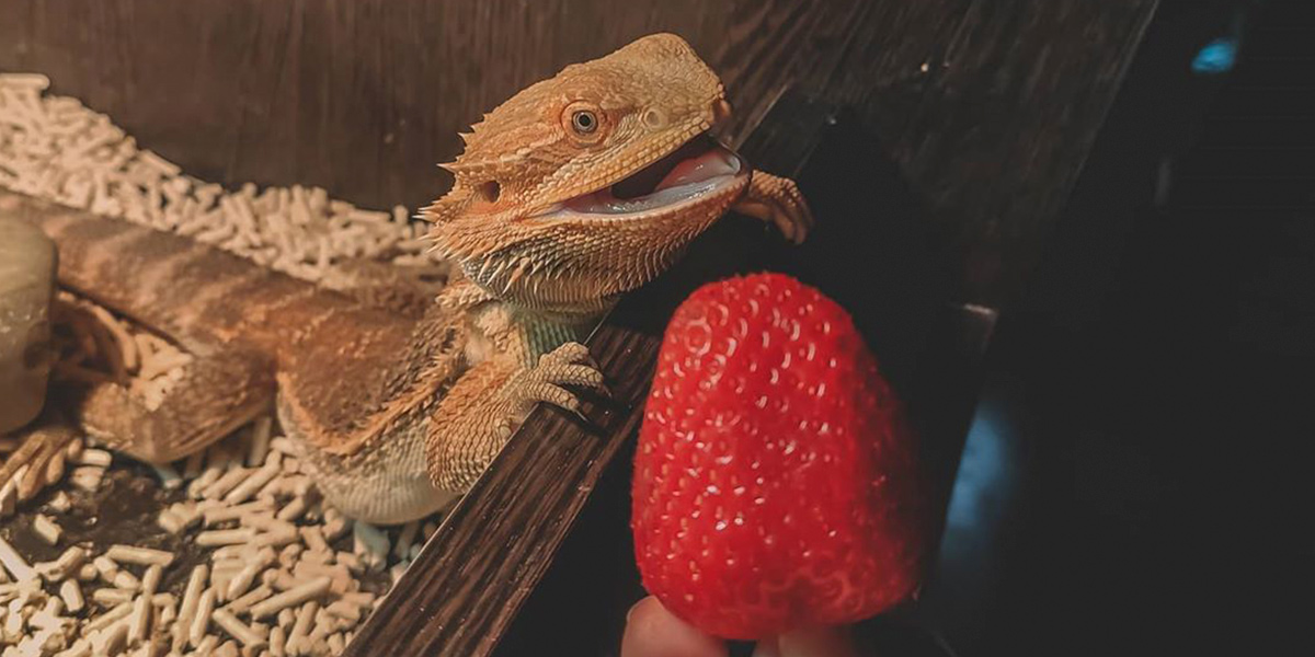 Пауки-птицееды и другие обитатели домашнего питомника рептилий во Владимире