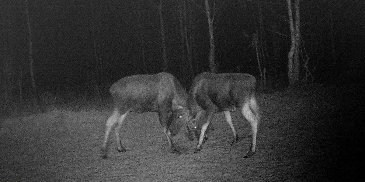 “Зверское” реалити: новые фото из Клязьминско-Лухского заказника