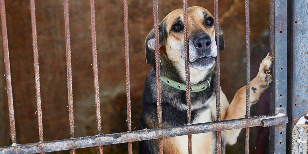 Больше не «Валента! Экскурсия по новому дому для бездомных животных «Ковчег33»