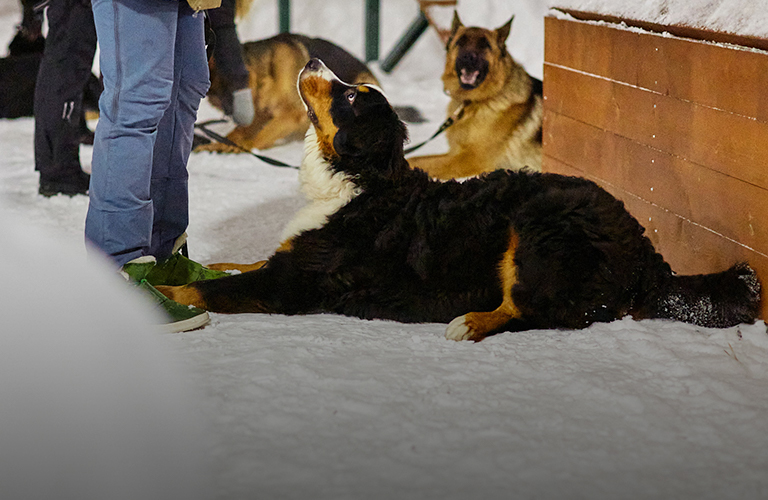 Воспитание «гавчарки», или Как работает собачья школа послушаний в дог-парке «Добросельского»