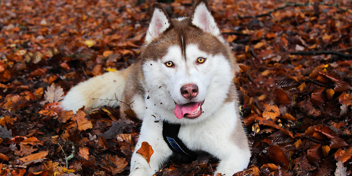 Новый «Дом северной собаки»: Кемпинг, ферма и эко-туры под Петушками