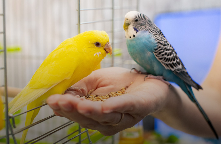 Дело пернатых, или Любовь по-попугайски в квартире владимирской заводчицы