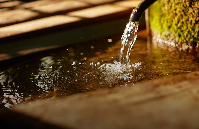 Старые сады на Мира временно лишатся родника и части краснокнижных растений