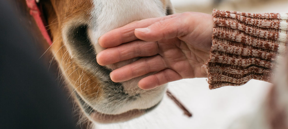 Завести лошадей и устроить конюшню во дворе собственного дома