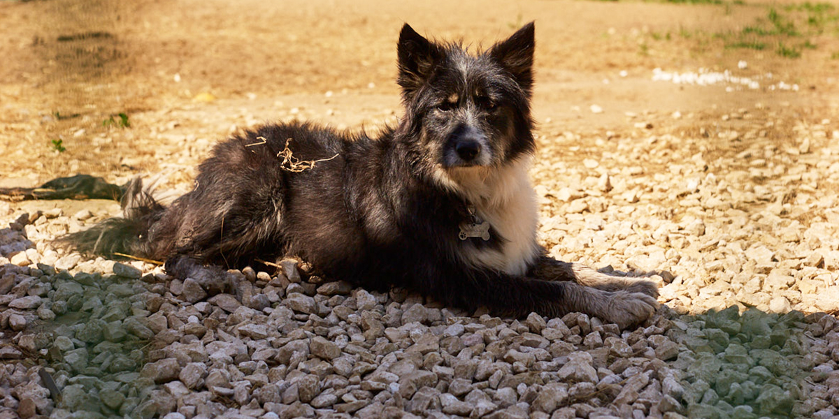 Во Владимире появится SOS-вагончик для стерилизации и лечения бездомных животных
