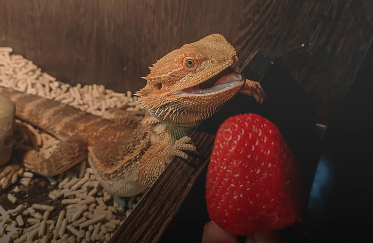 Пауки-птицееды и другие обитатели домашнего питомника рептилий во Владимире