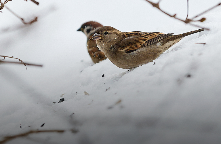 Где обедал воробей, или Как во Владимире проходит перепись пернатых сорванцов