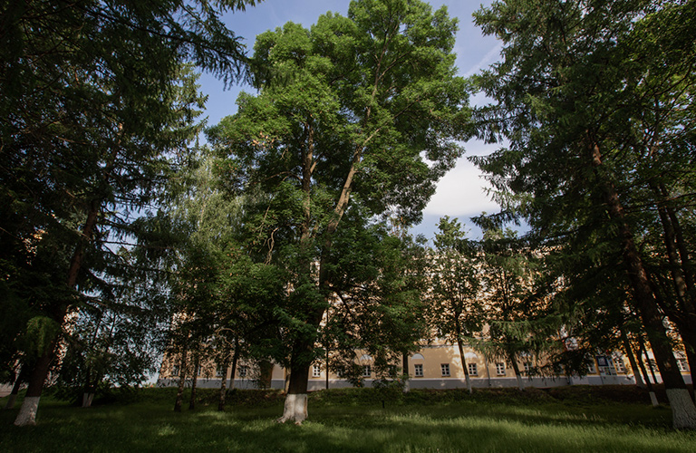 Ясень мудрости и береза счастья. Памятники, которые мы не замечаем