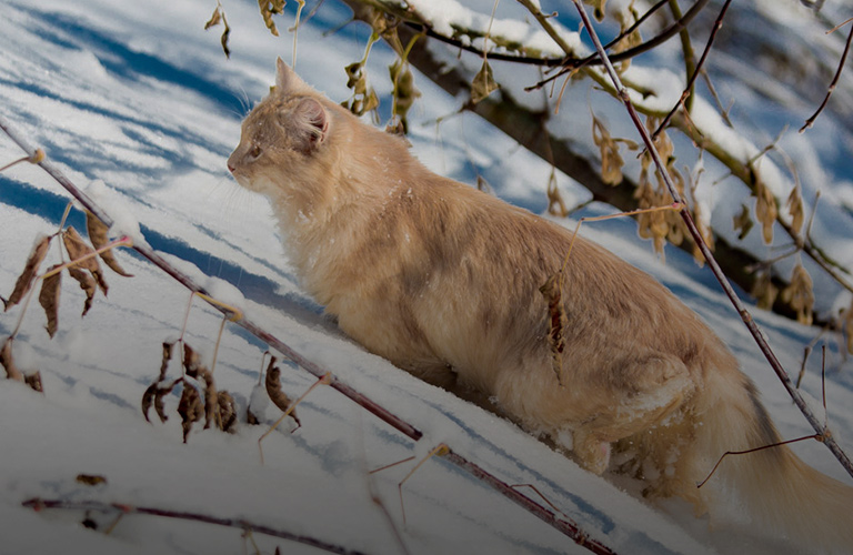 Снег станет подарком для владимирцев на Новый год