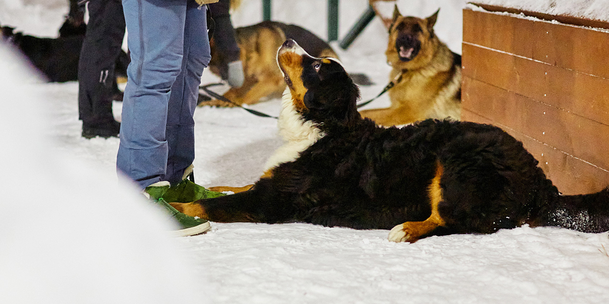 Воспитание «гавчарки», или Как работает собачья школа послушаний в дог-парке «Добросельского»