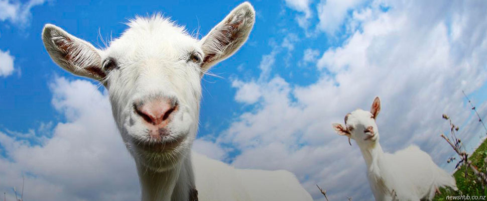 Дауншифтер по-владимирски