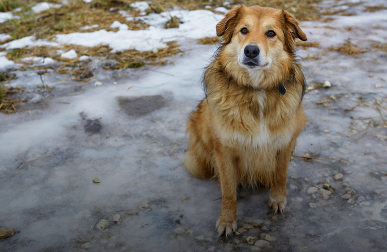 13 миллионов на животных: владимирский зоодом купит ветмобиль и откроет центр помощи хвостатым