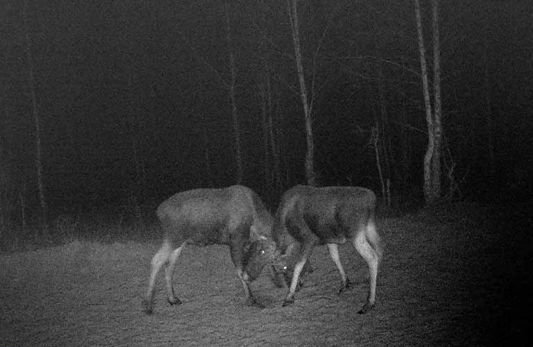 “Зверское” реалити: новые фото из Клязьминско-Лухского заказника