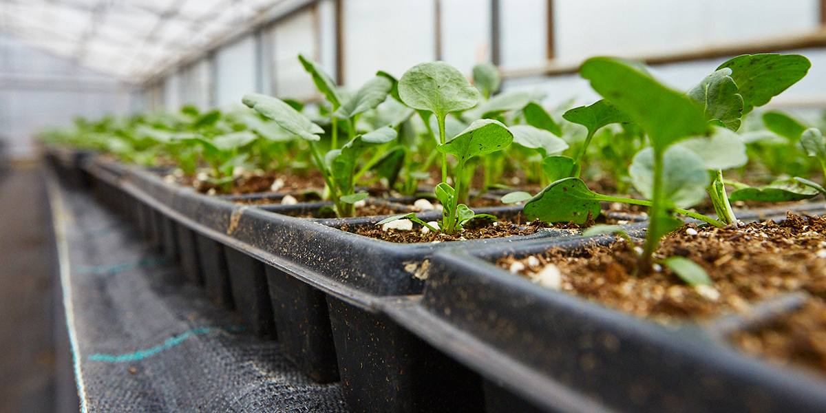 Миллион цветов и 28 новых зеленых локаций — Владимир готовится к весенне-летнему сезону