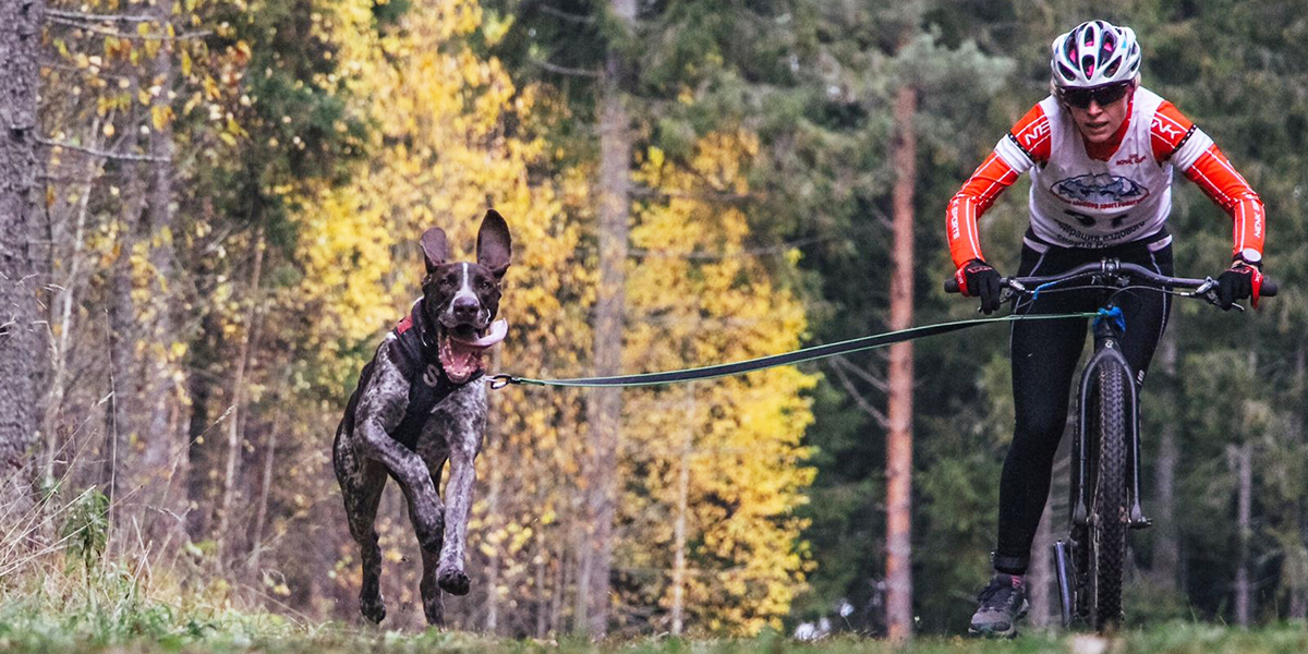 На чемпионате России по ездовому спорту сборная Владимирской области выиграла 8 золотых медалей