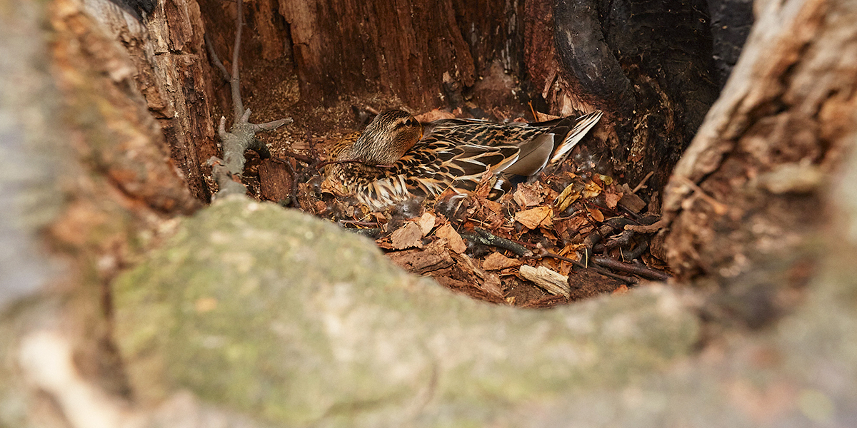 На птичьих правах! В 33-м регионе утка «прописалась» в дупле вековой липы, а аисты — на водонапорной башне