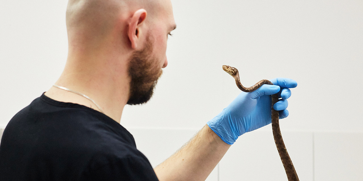 «Повелитель змей». Герпетолог Игнатий Рязанов об экзотике на работе и дома