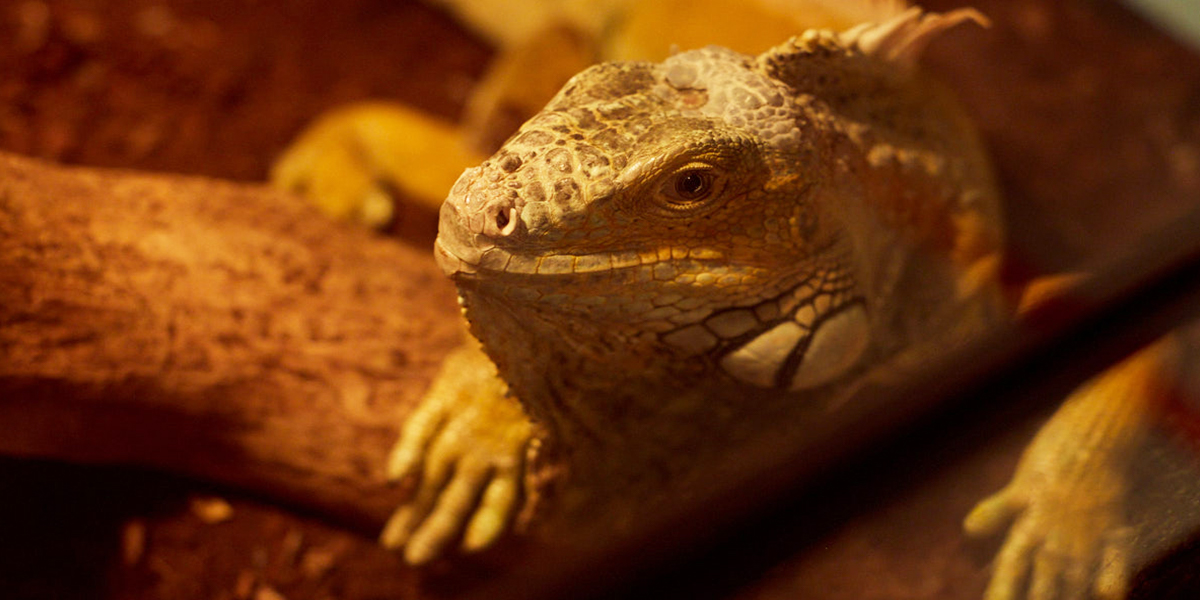 «Американский дом» снова опустеет. Почему и куда переезжает экзотариум?