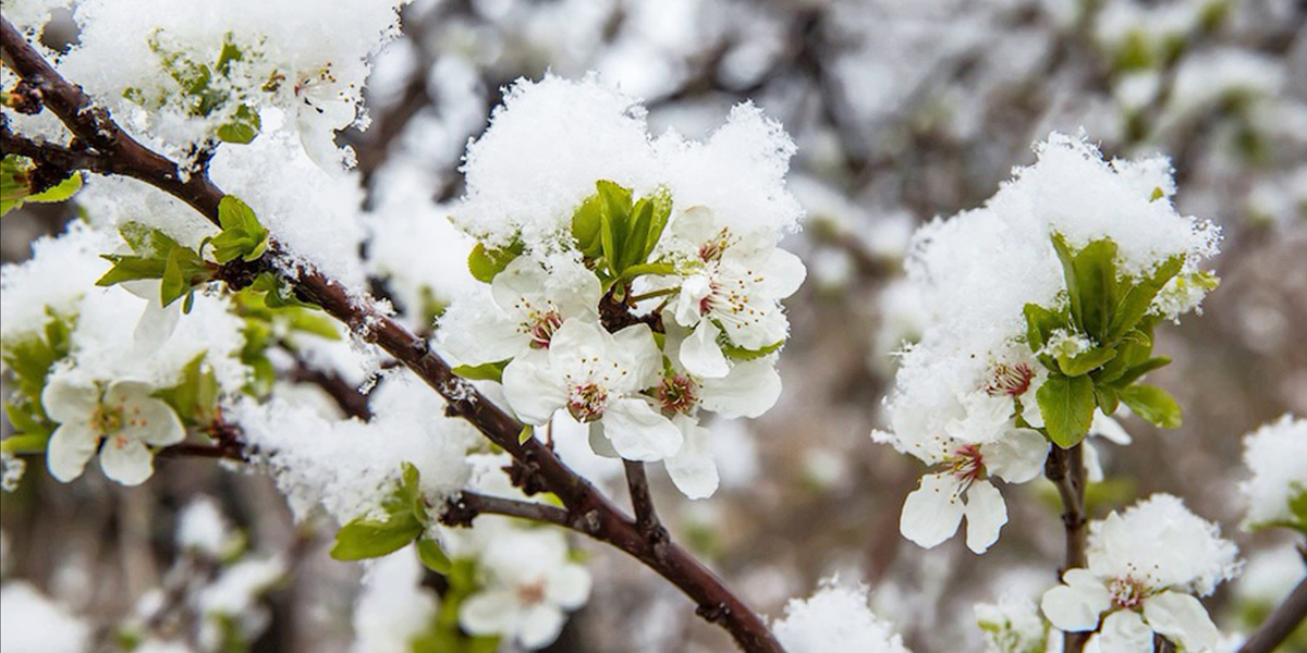 «Слива в цвету и… снегу»: владимирцы делятся впечатлениями от майской аномалии