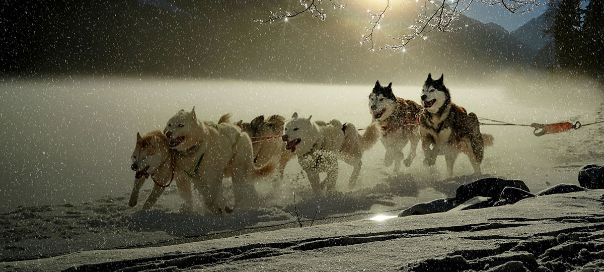 Снежные квесты и поездки на нартах. Новые зимние забавы в Центральном парке