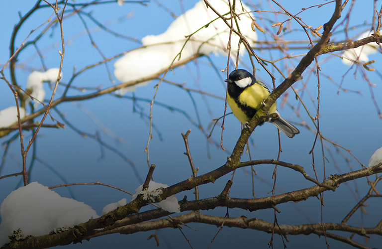 Сложный месяц: каких погодных сюрпризов ждать владимирцам в марте?